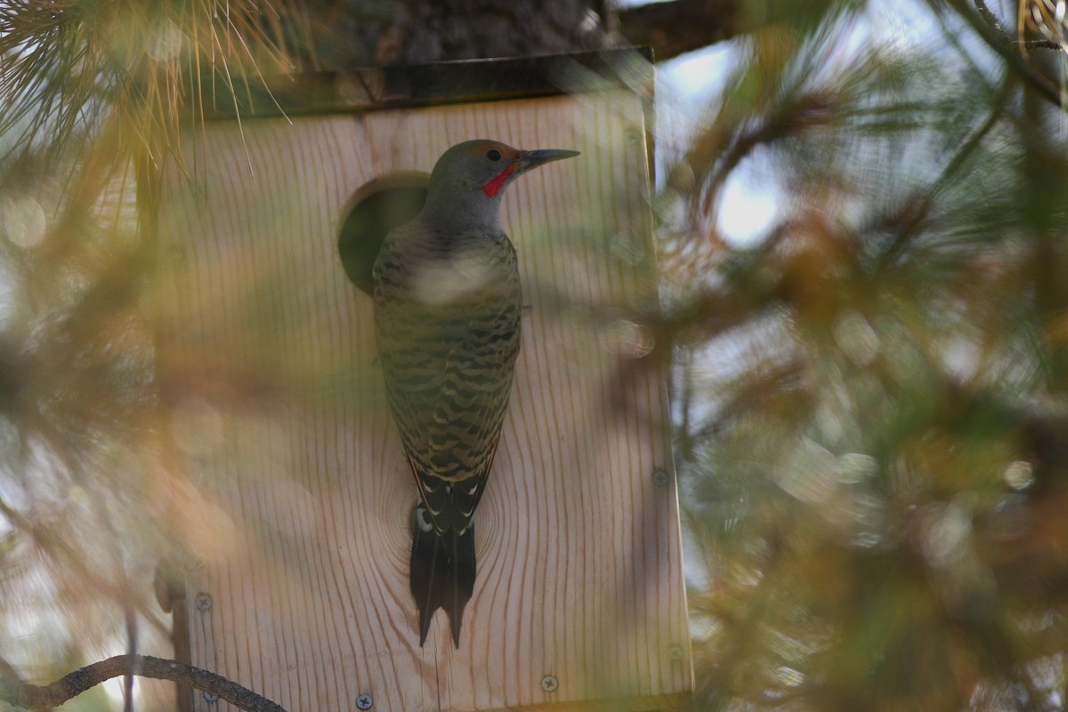 Northern Flicker - ML612074664