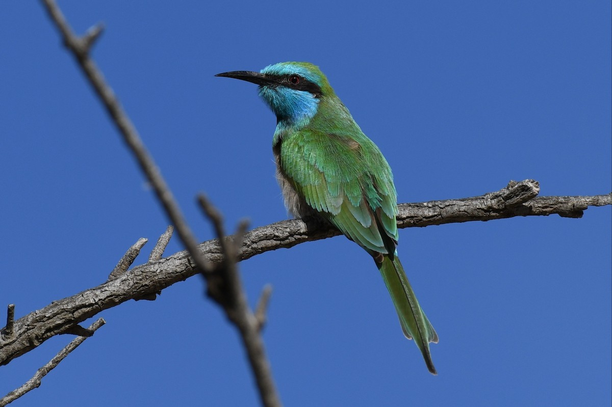 Arabian Green Bee-eater - ML612075032