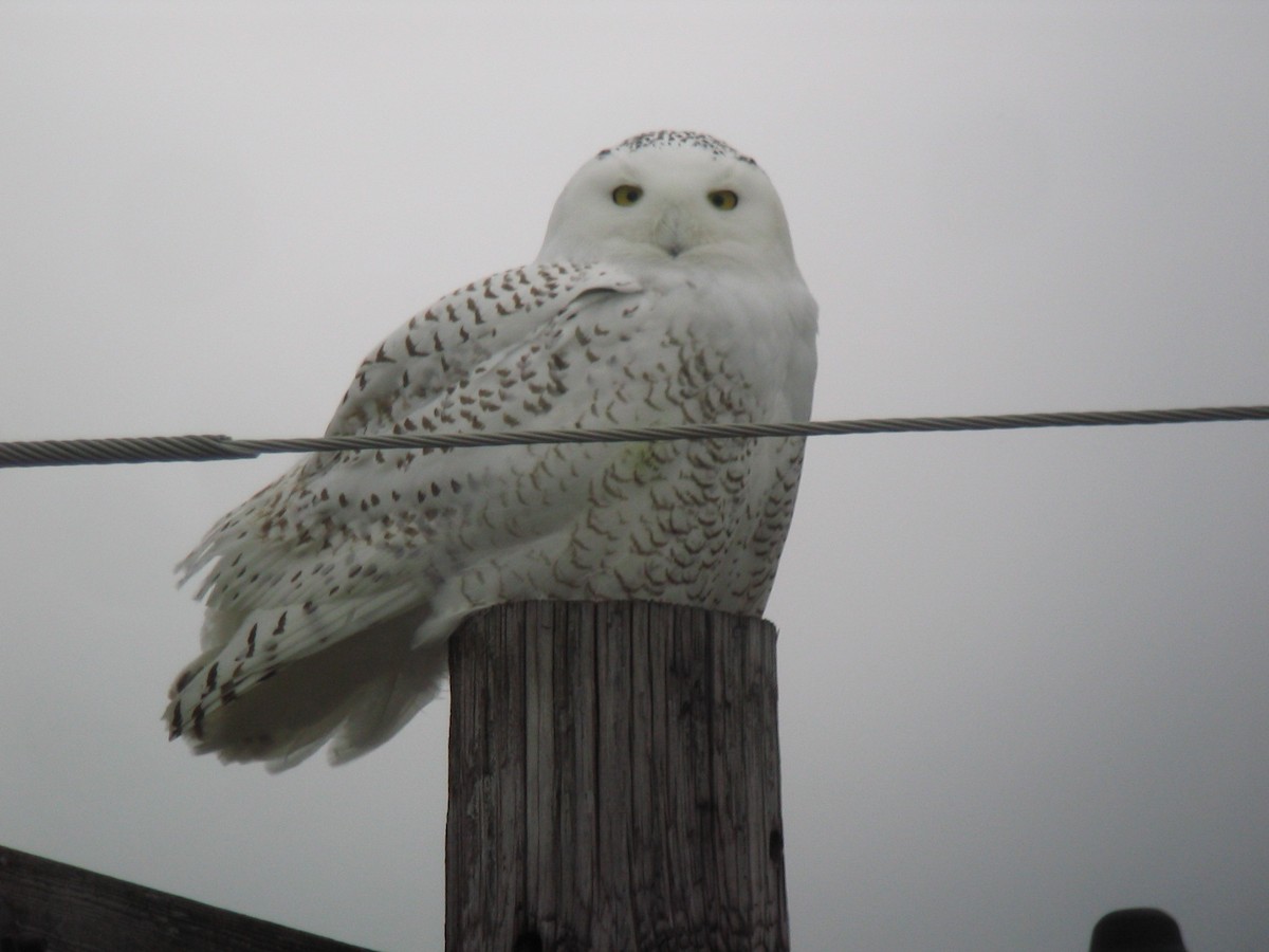 Snowy Owl - ML612075100
