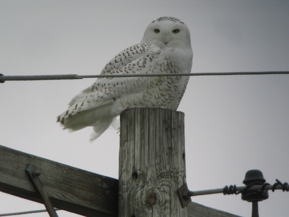 Snowy Owl - ML612075107