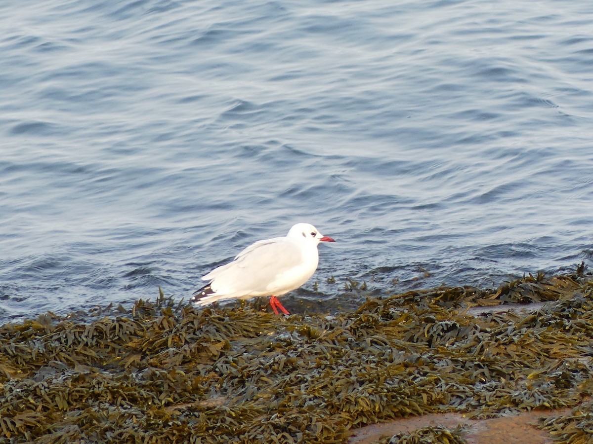 Mouette rieuse - ML612075108