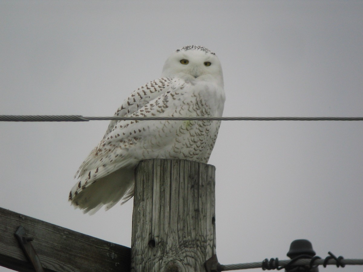 Snowy Owl - ML612075110