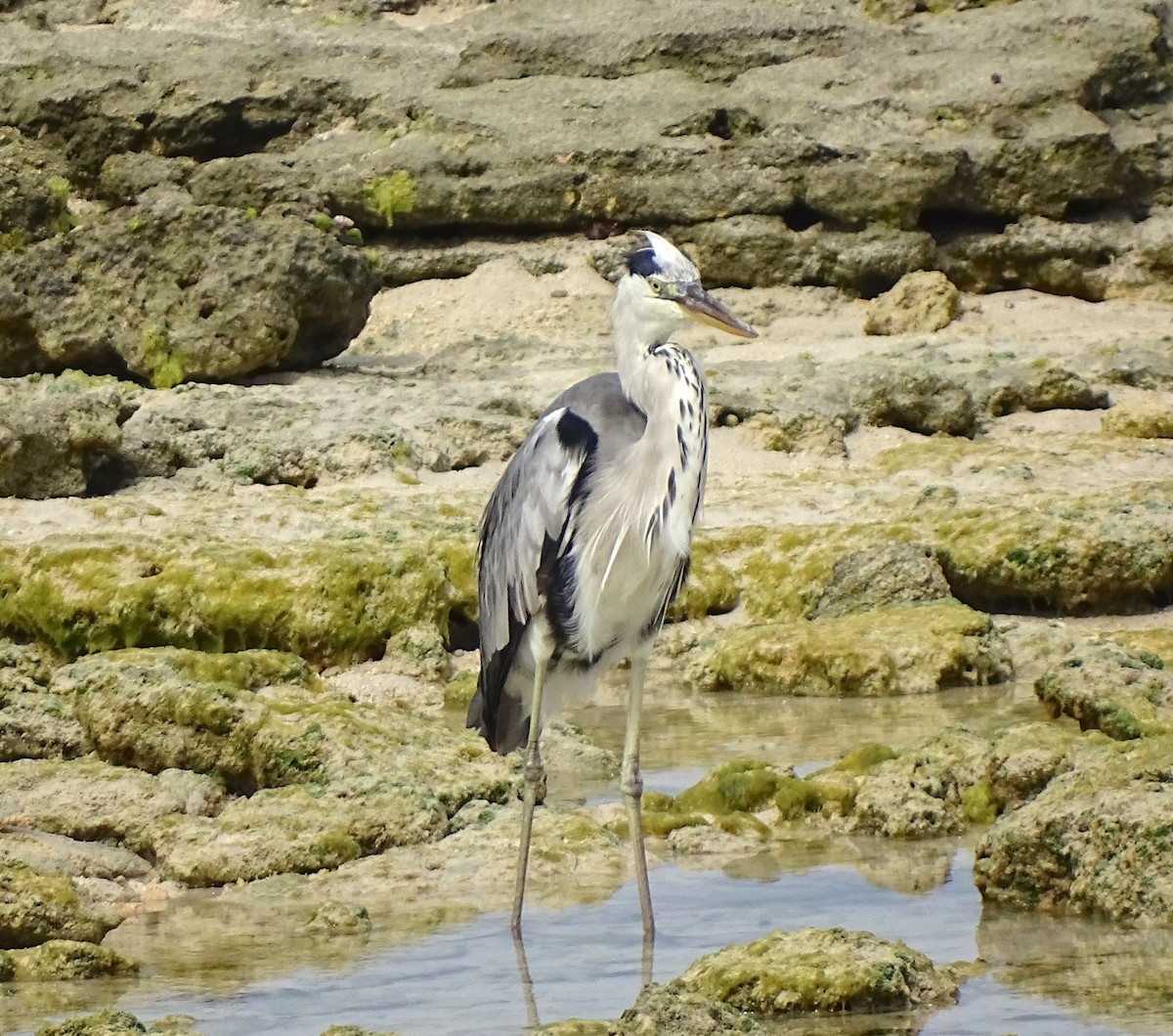 Gray Heron (Madagascar) - ML612075122