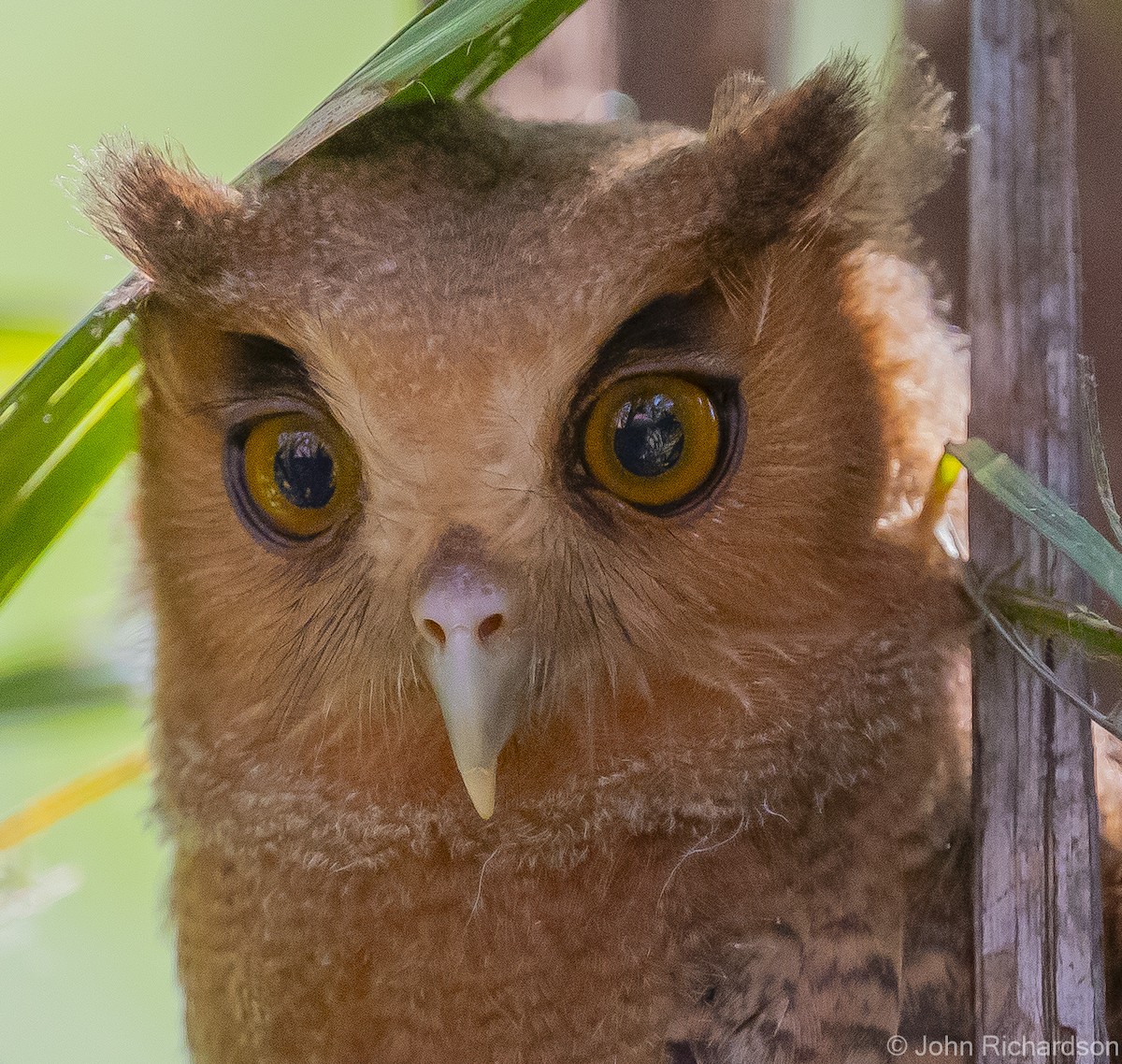 Tawny-bellied Screech-Owl - ML612075941
