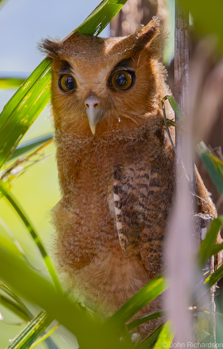 Tawny-bellied Screech-Owl - ML612075942