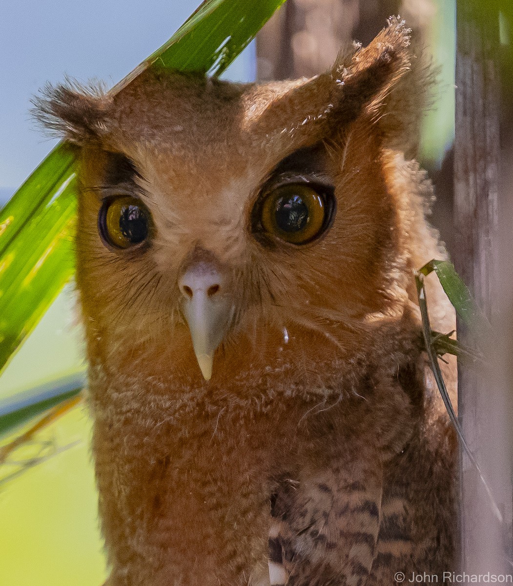 Tawny-bellied Screech-Owl - John Richardson