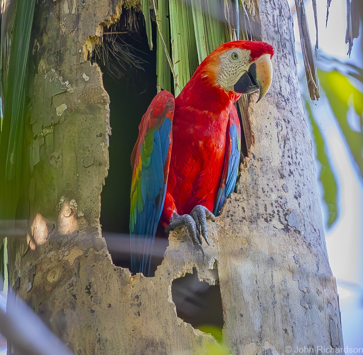 Scarlet Macaw - ML612075967