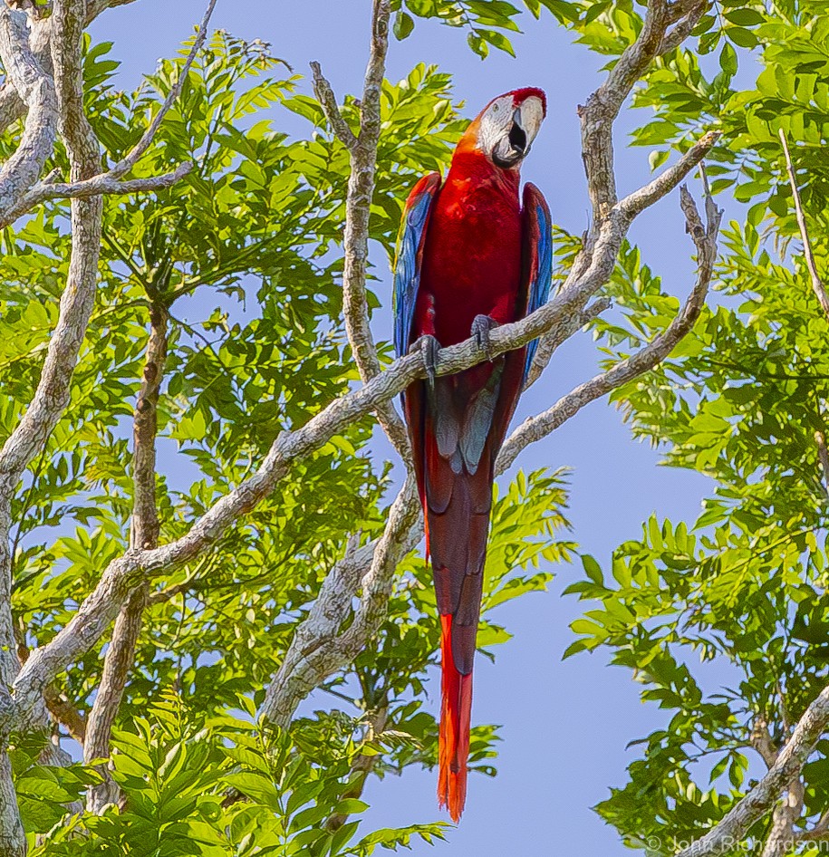 Scarlet Macaw - John Richardson