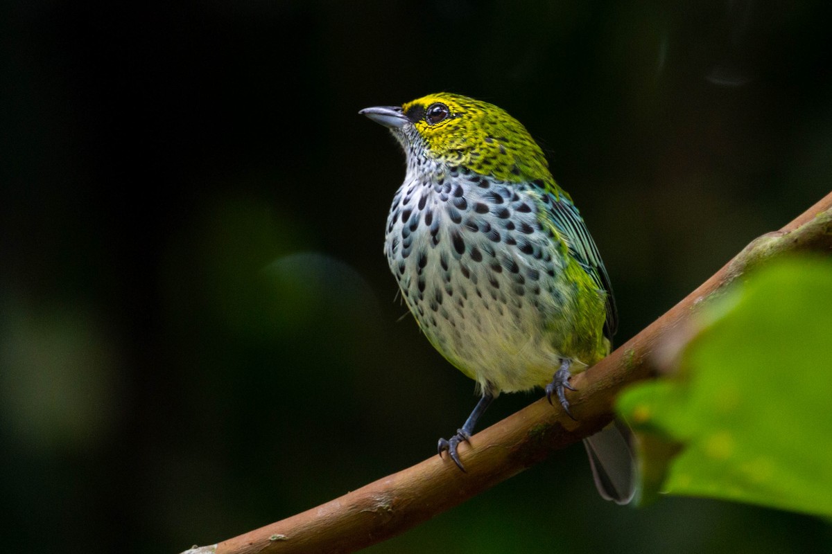 Speckled Tanager - ML612076195