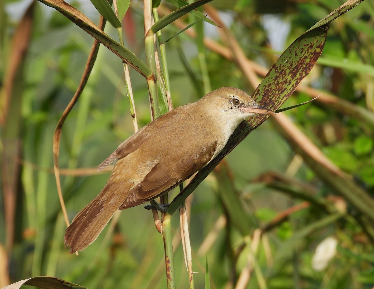 Clamorous Reed Warbler - ML612076289