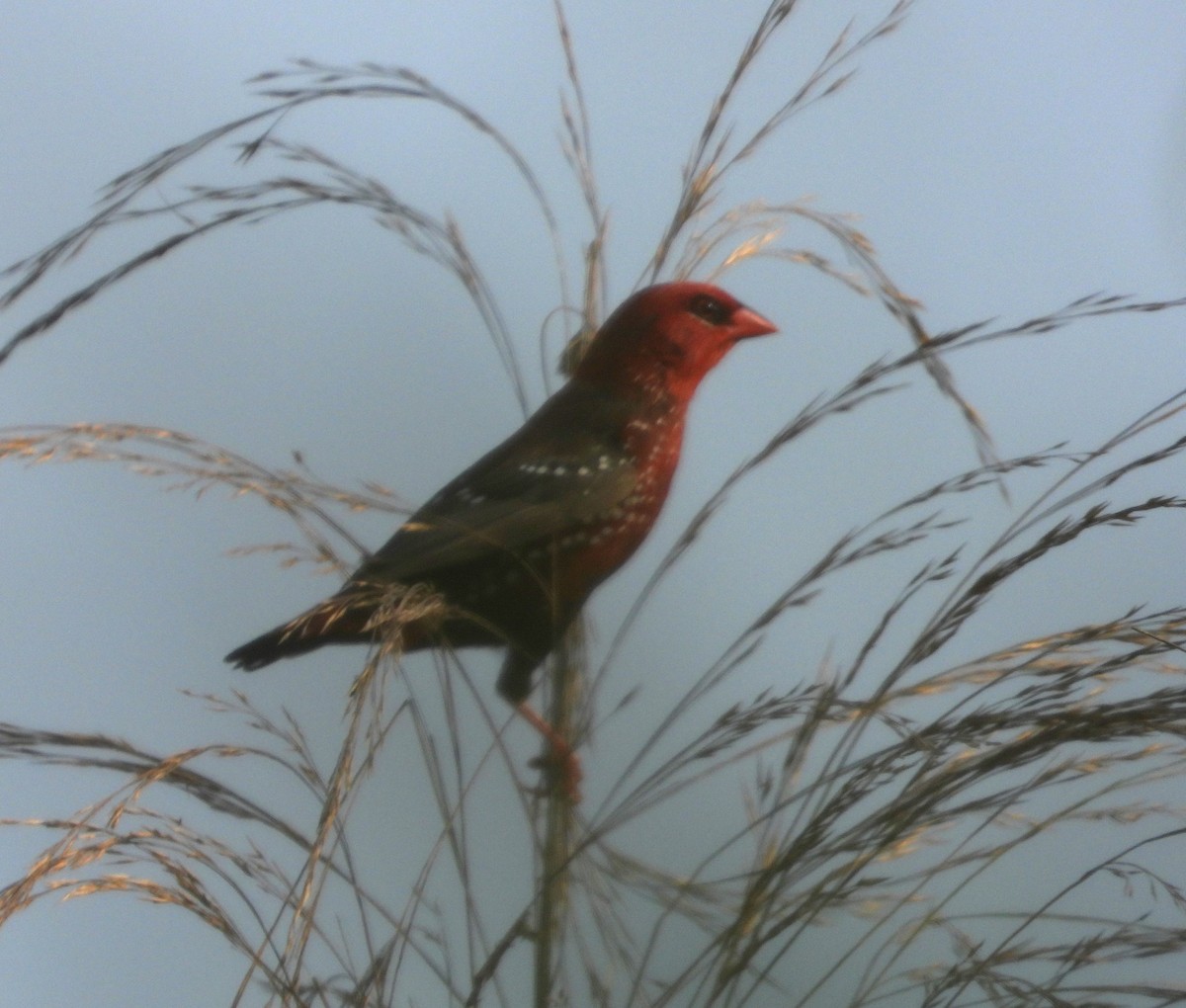 Red Avadavat - ML612076325