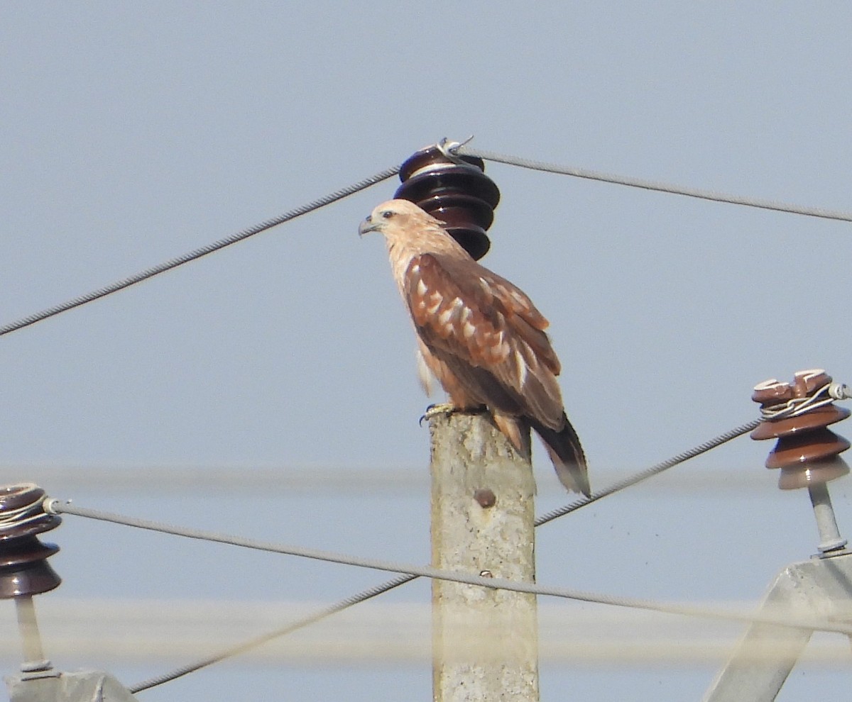栗鳶 - ML612076349