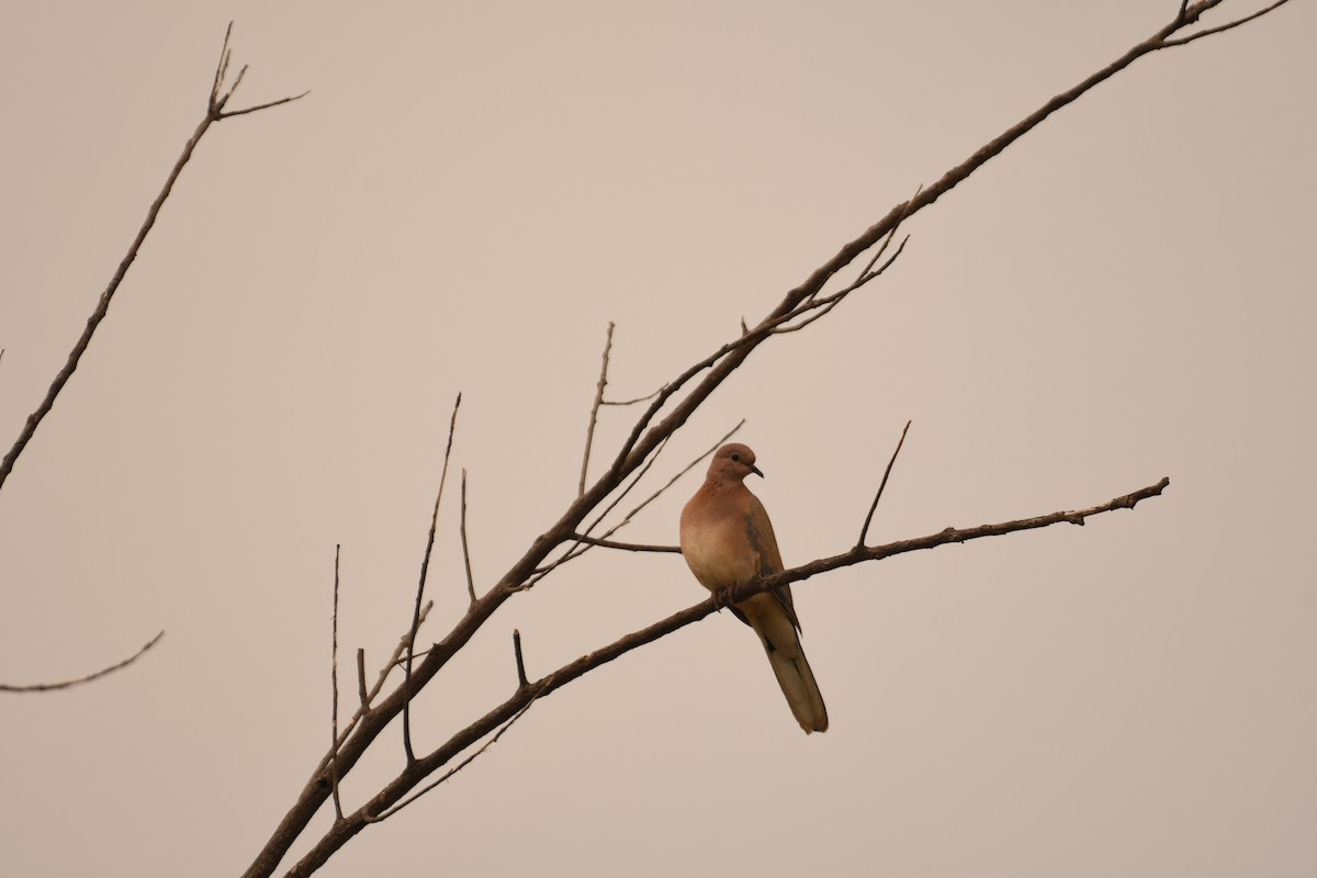 Laughing Dove - ML612076434