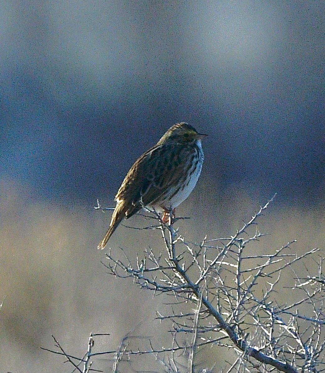 EBird Checklist 9 Dec 2023 Ted Trueblood WMA 30 Species