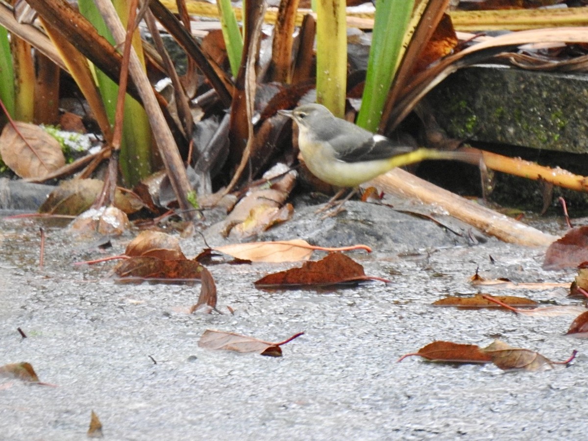 Gray Wagtail - ML612076991