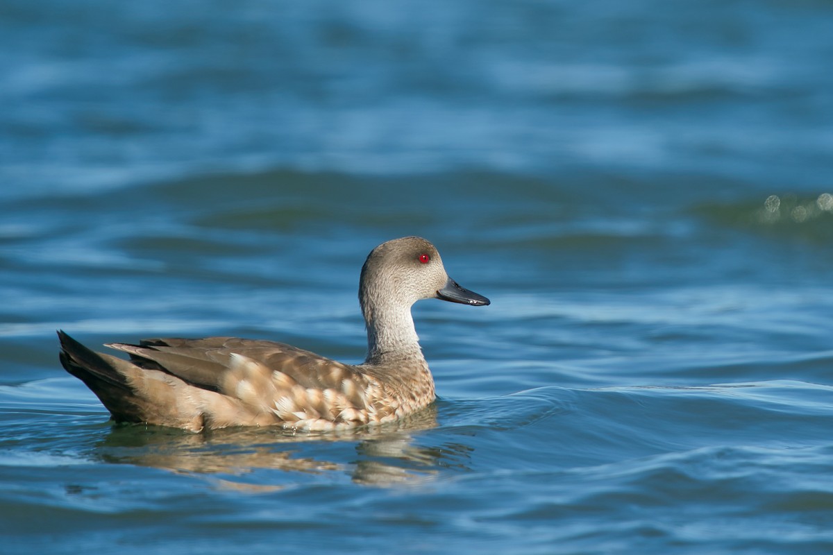 Crested Duck - ML612077109