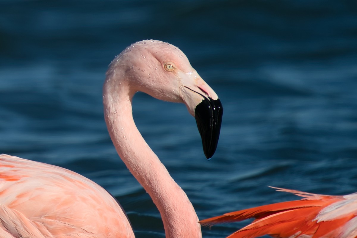 Chilean Flamingo - Manu Álvarez