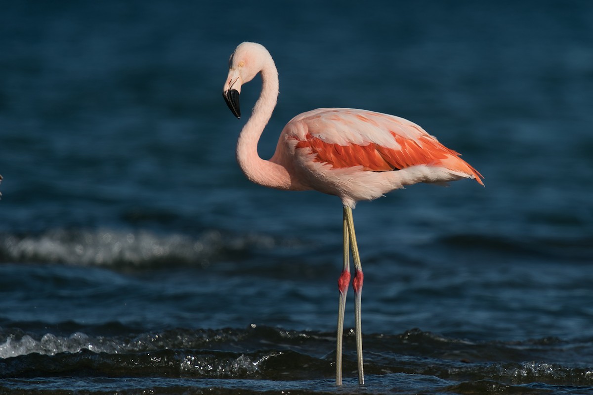 Chilean Flamingo - ML612077121