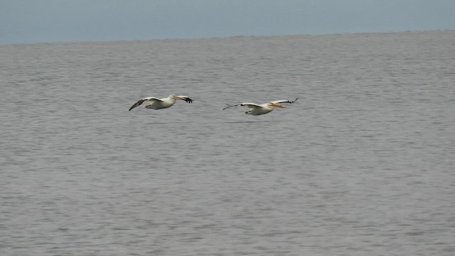 pelikán severoamerický - ML612077162