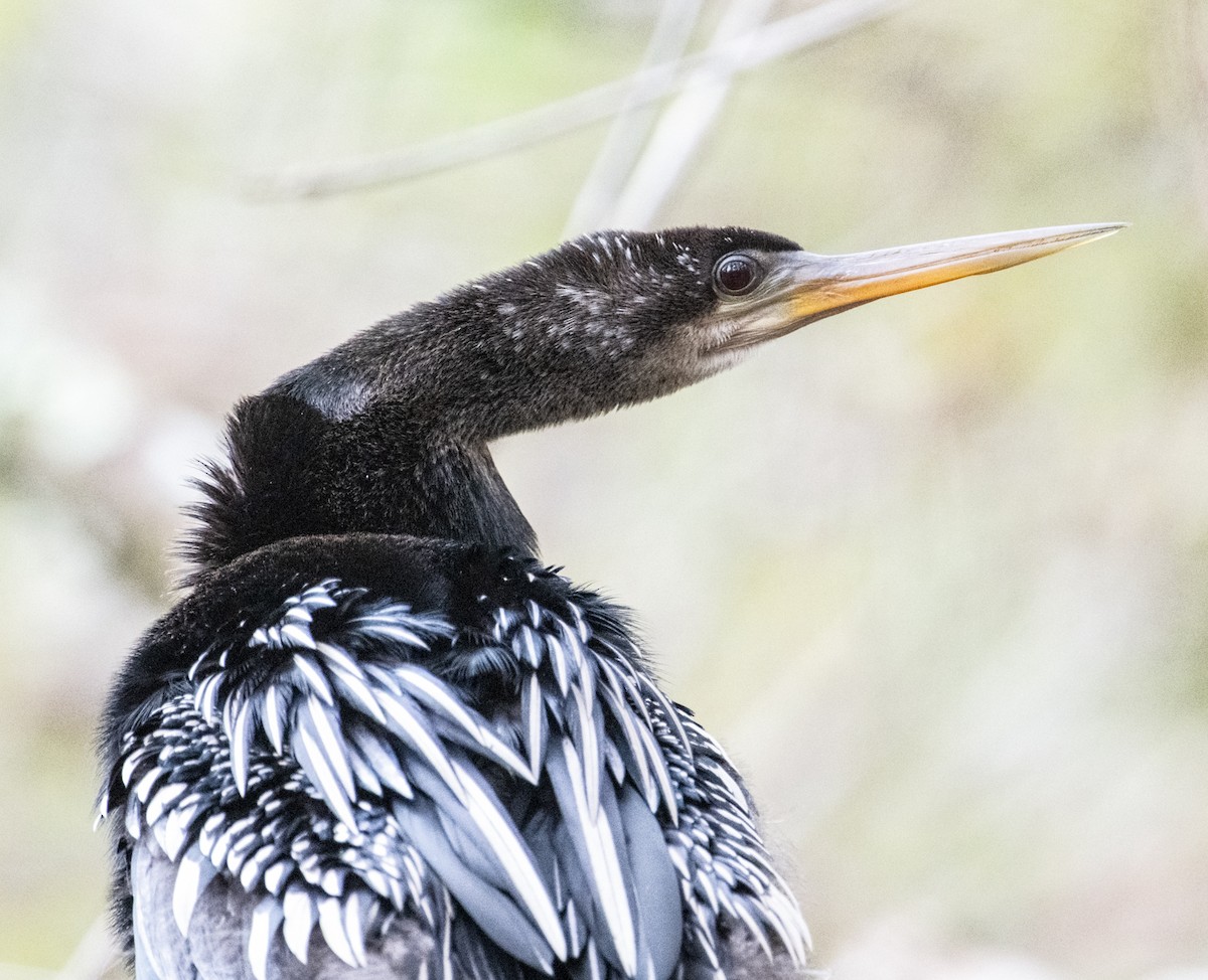 Anhinga - ML612077423