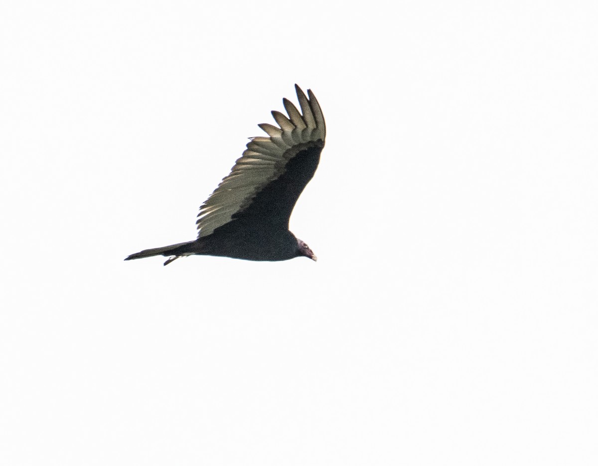 Turkey Vulture - ML612077430