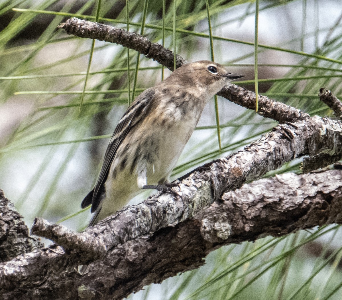 Yellow-rumped Warbler - ML612077473