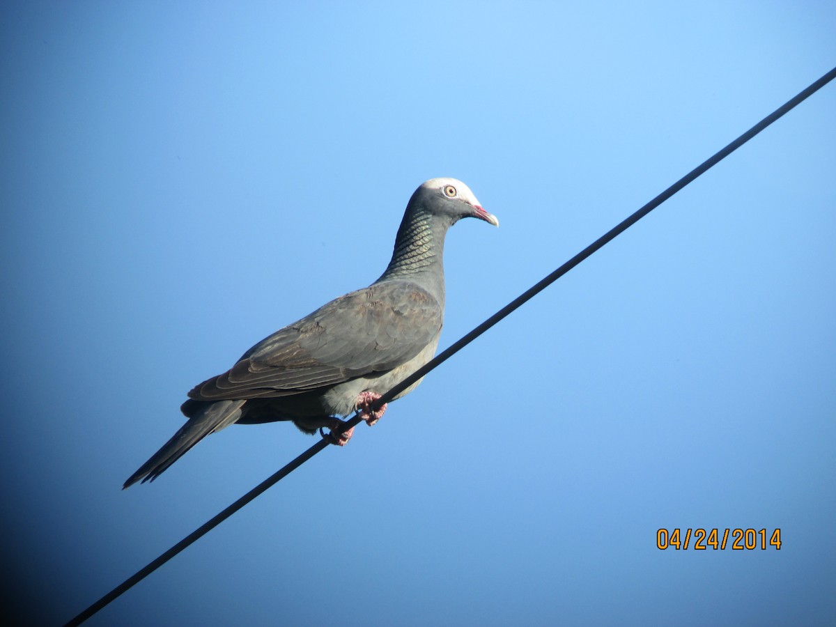 Pigeon à couronne blanche - ML612077780