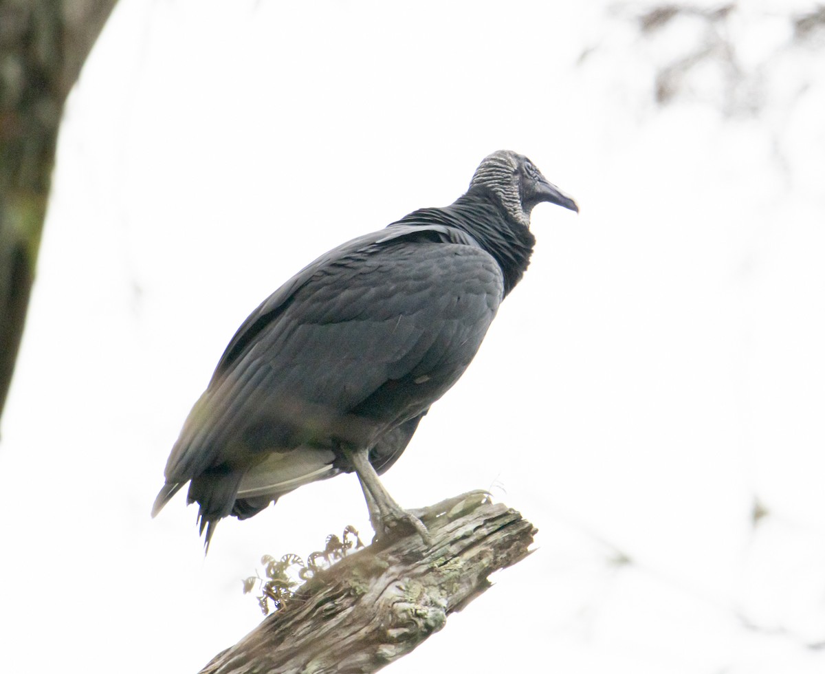Black Vulture - ML612077821