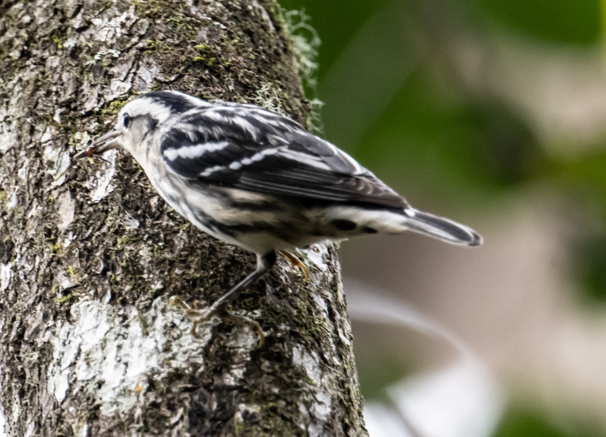 Black-and-white Warbler - ML612077825