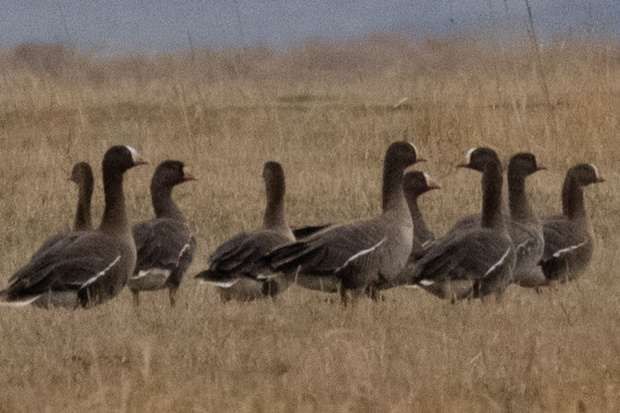 Lesser White-fronted Goose - ML612077955