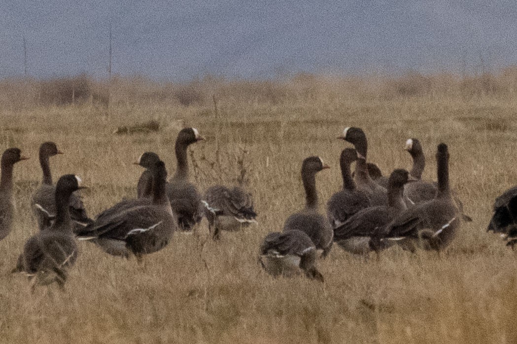 Lesser White-fronted Goose - ML612077956