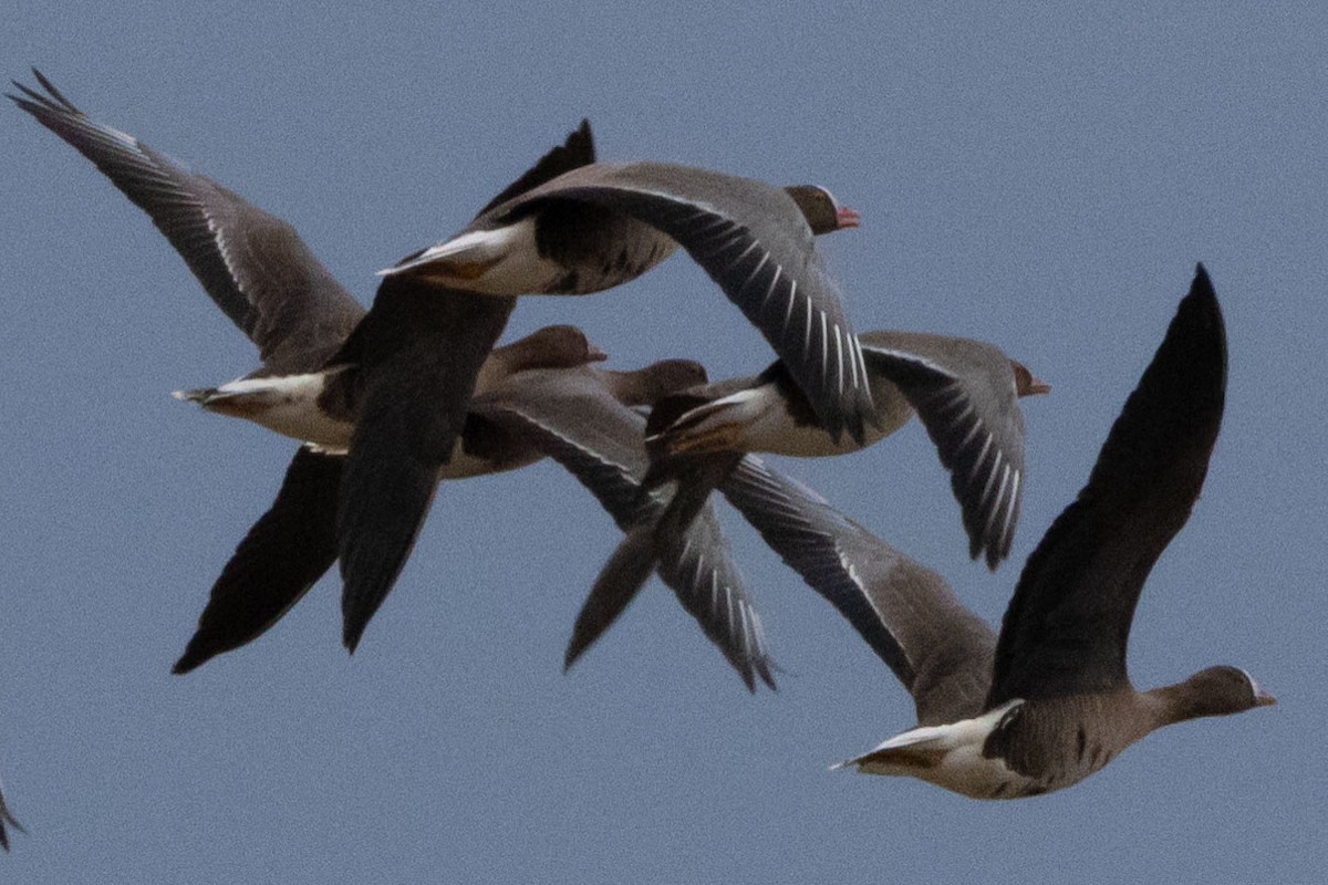 Lesser White-fronted Goose - ML612077959
