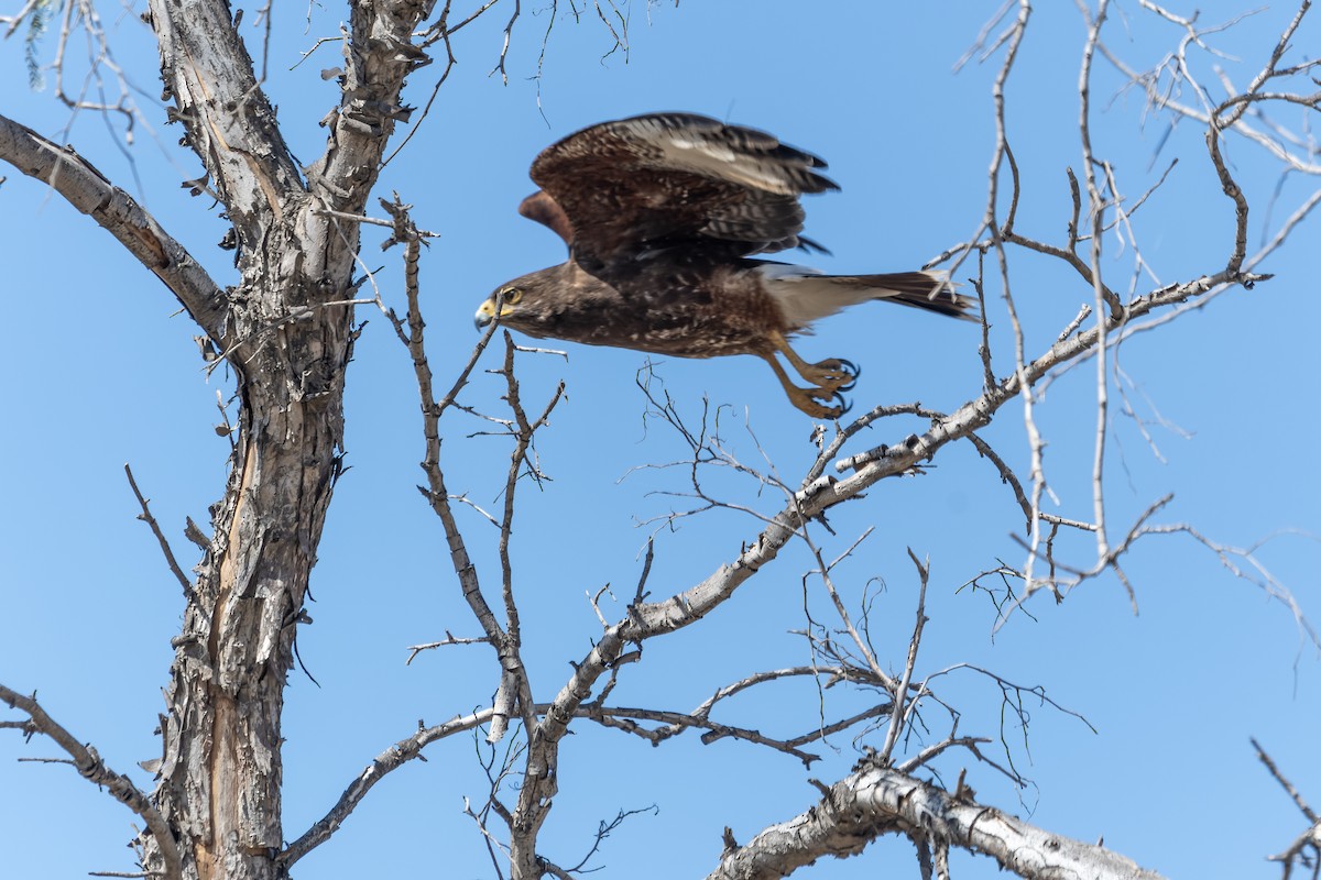 Harris's Hawk (Bay-winged) - ML612078105