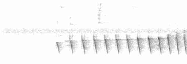 Chocó-Strichelameisenschlüpfer - ML612078187