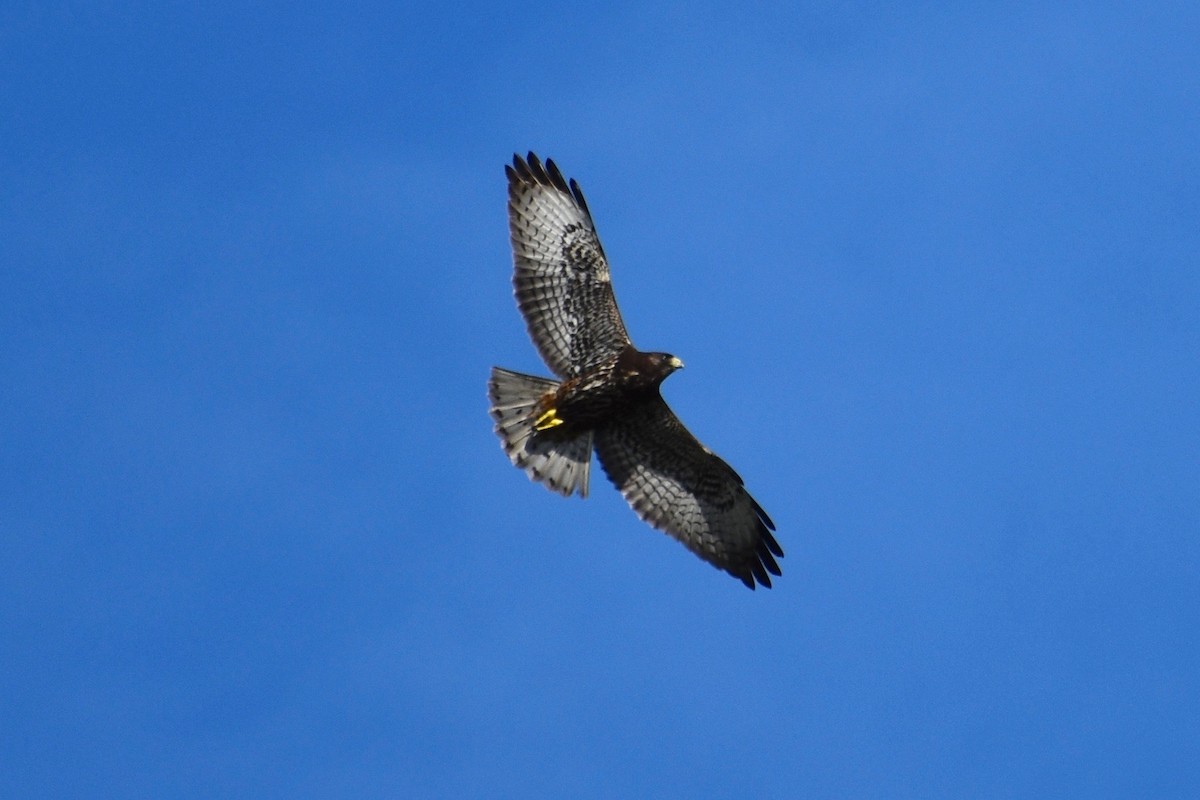 eBird Checklist 10 Dec 2023 Kendall Indian Hammocks Park 18 species