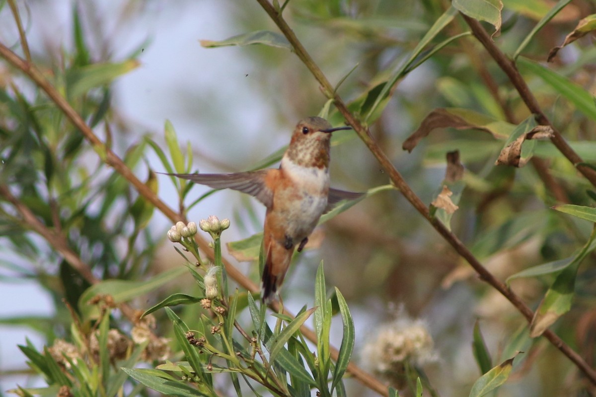 Allen's Hummingbird - Robert McNab