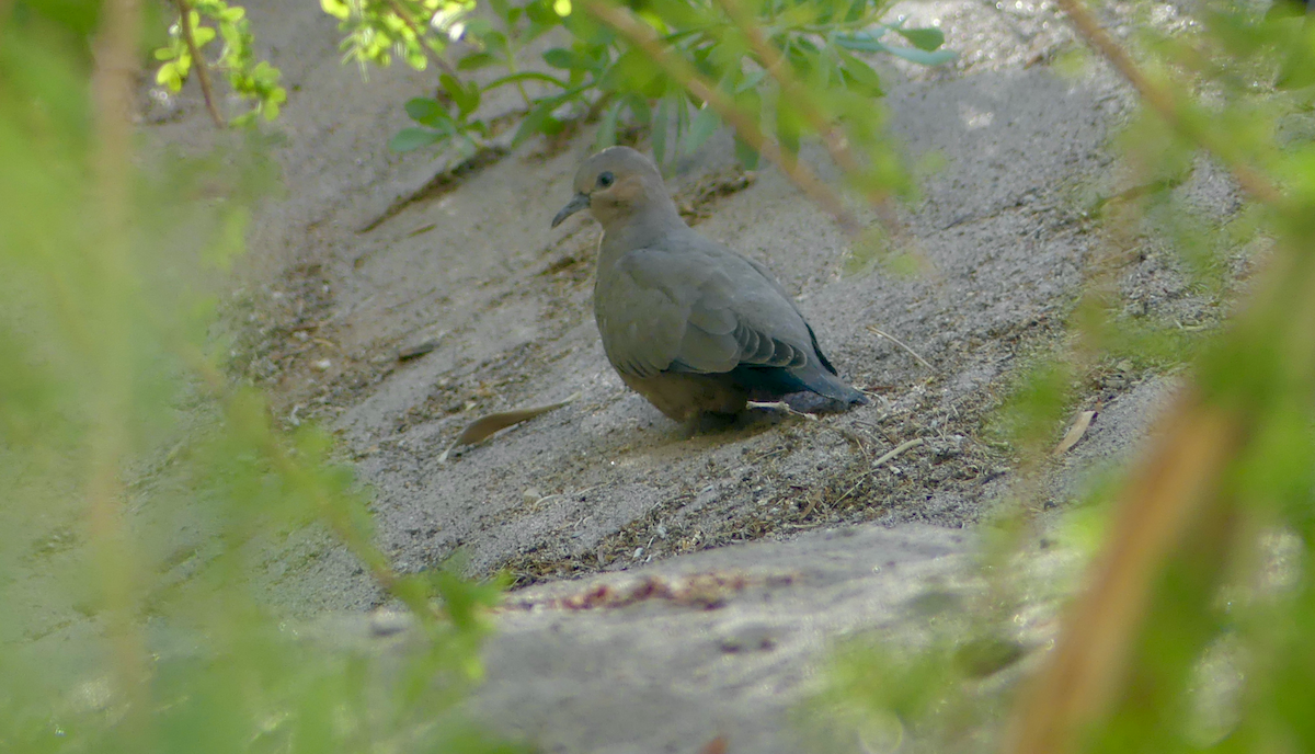 Black-winged Ground Dove - ML612079203