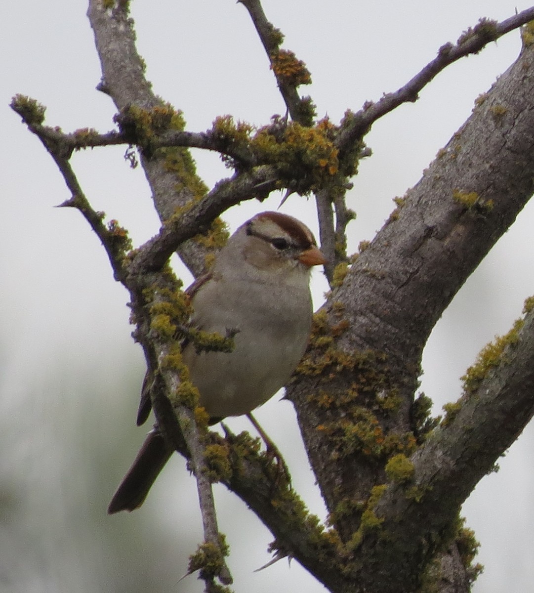 White-crowned Sparrow - Jackie Girouard