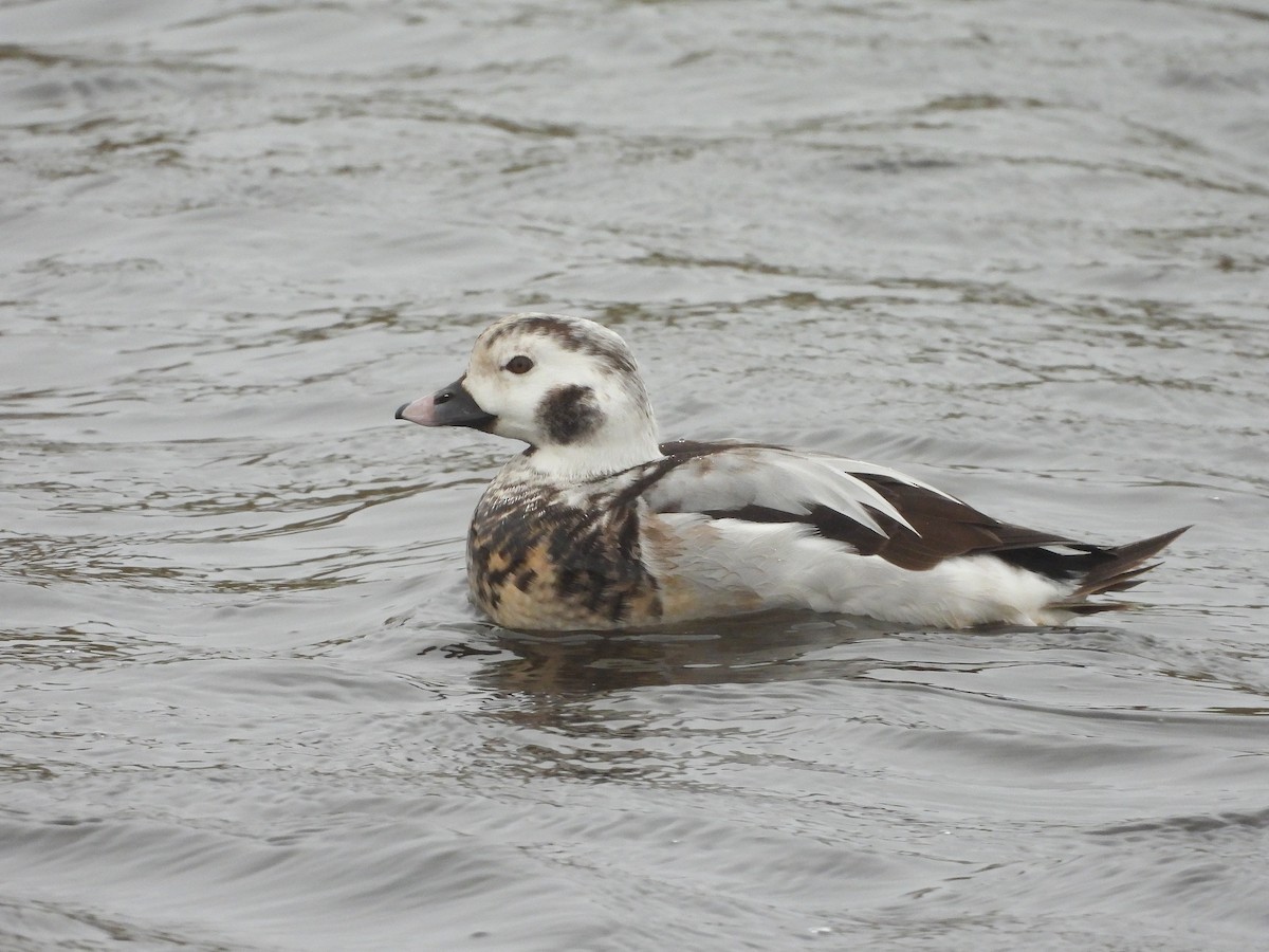 Long-tailed Duck - ML612079501