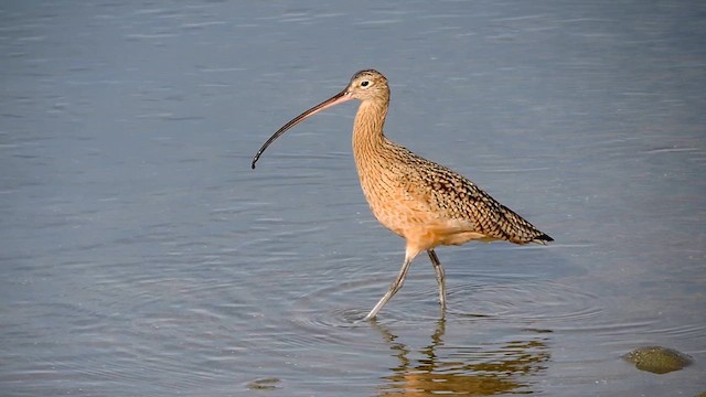 Long-billed Curlew - ML612079784