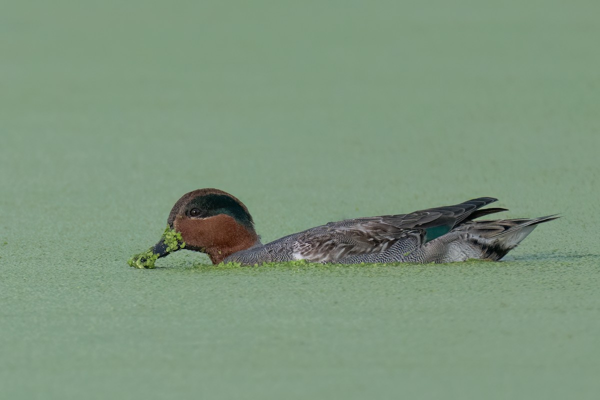 Green-winged Teal - ML612079881