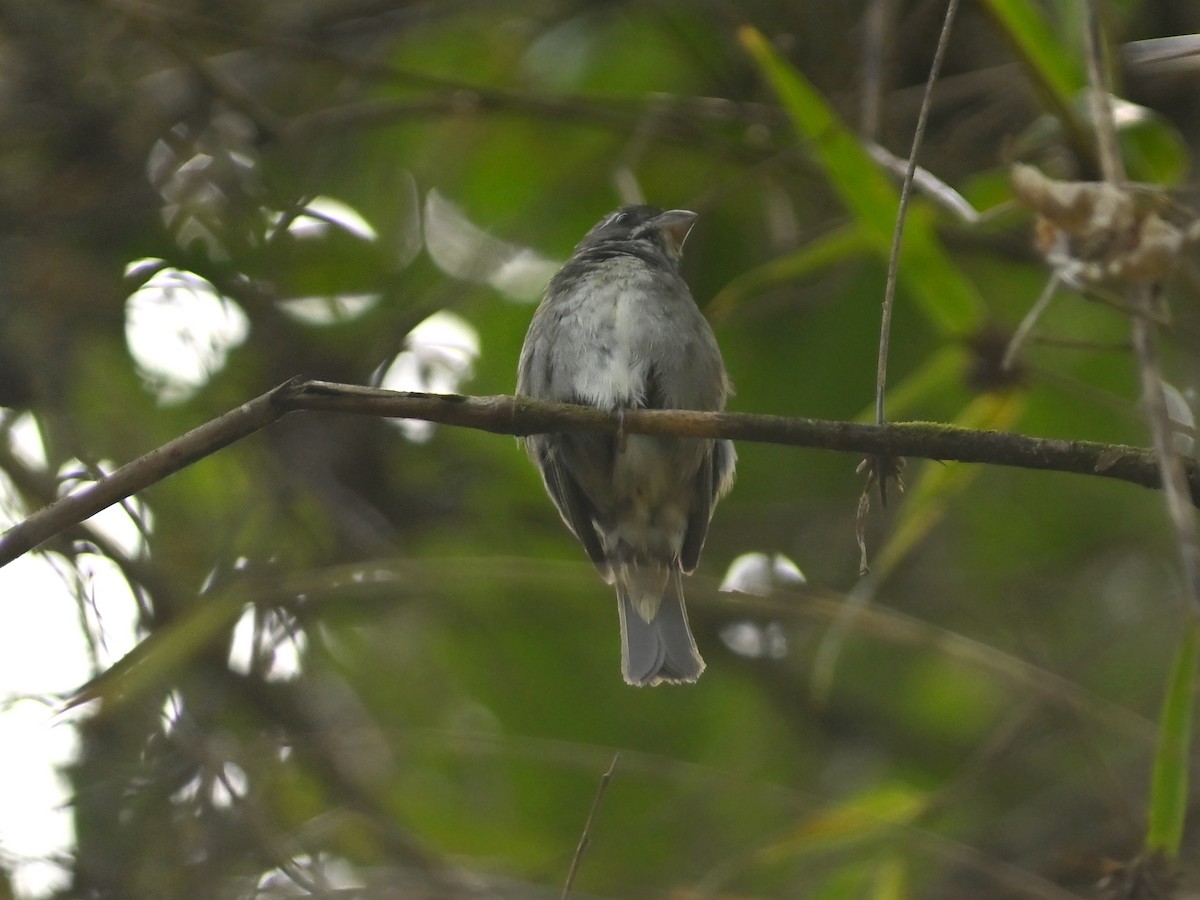 Buffy-fronted Seedeater - ML612079971