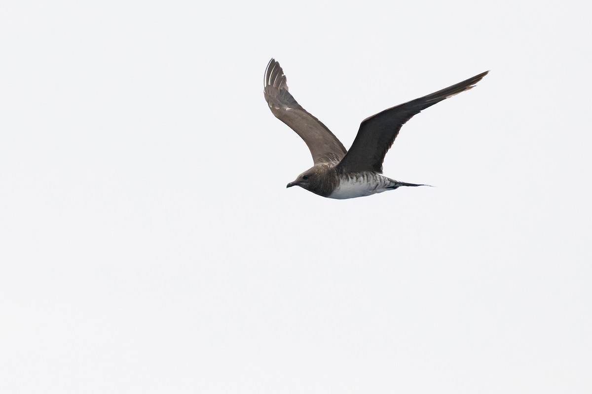 Long-tailed Jaeger - Antonio Robles