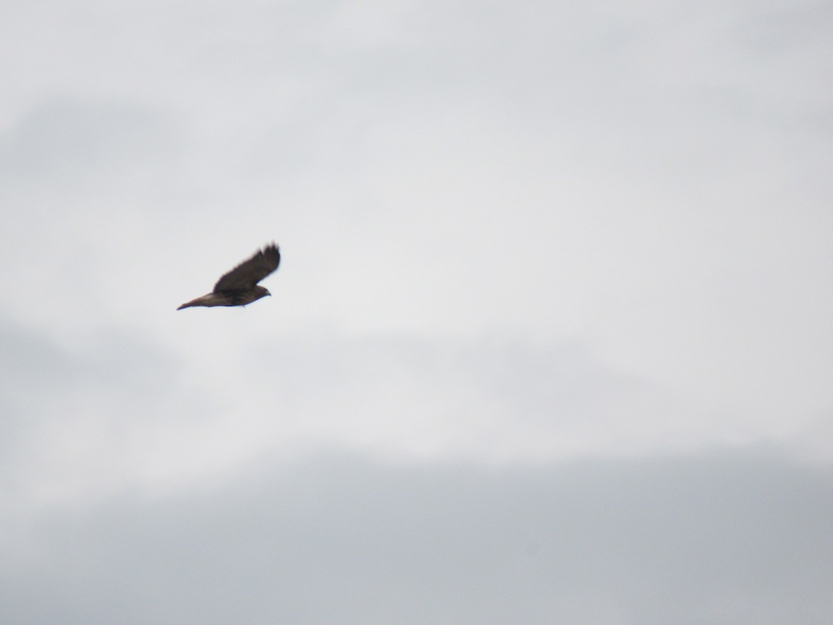 eBird Checklist 10 Dec 2023 MississaugaAudubon/Fieldgate hydro