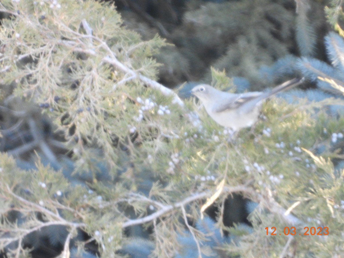Townsend's Solitaire - ML612080463