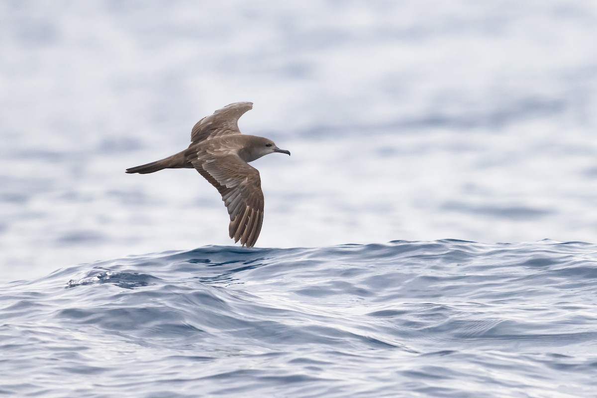 Wedge-tailed Shearwater - Antonio Robles