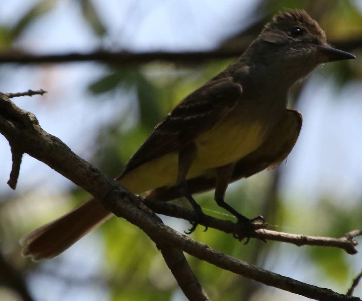 Great Crested Flycatcher - ML612080877
