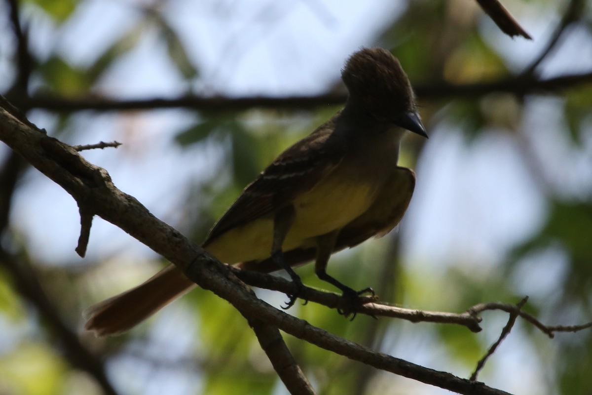 Great Crested Flycatcher - ML612080880