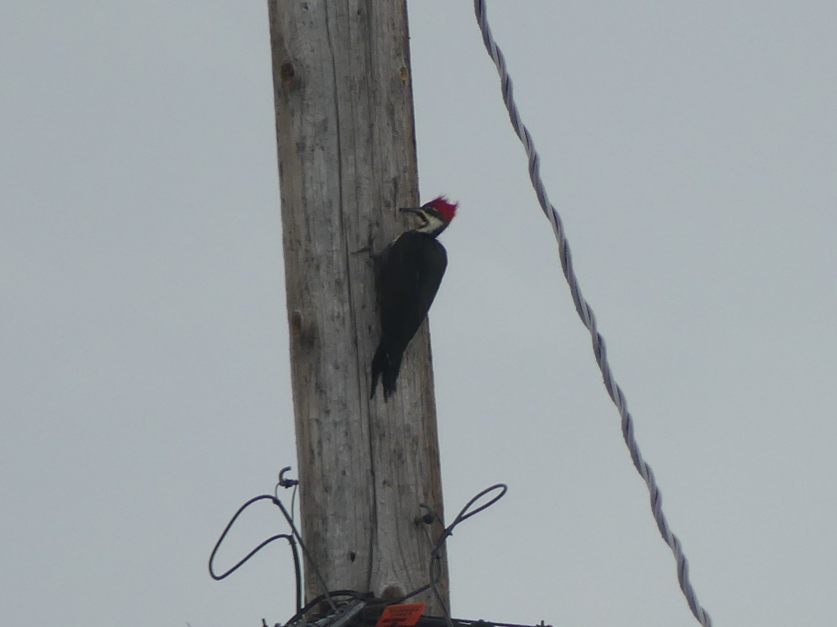 Pileated Woodpecker - ML612081080