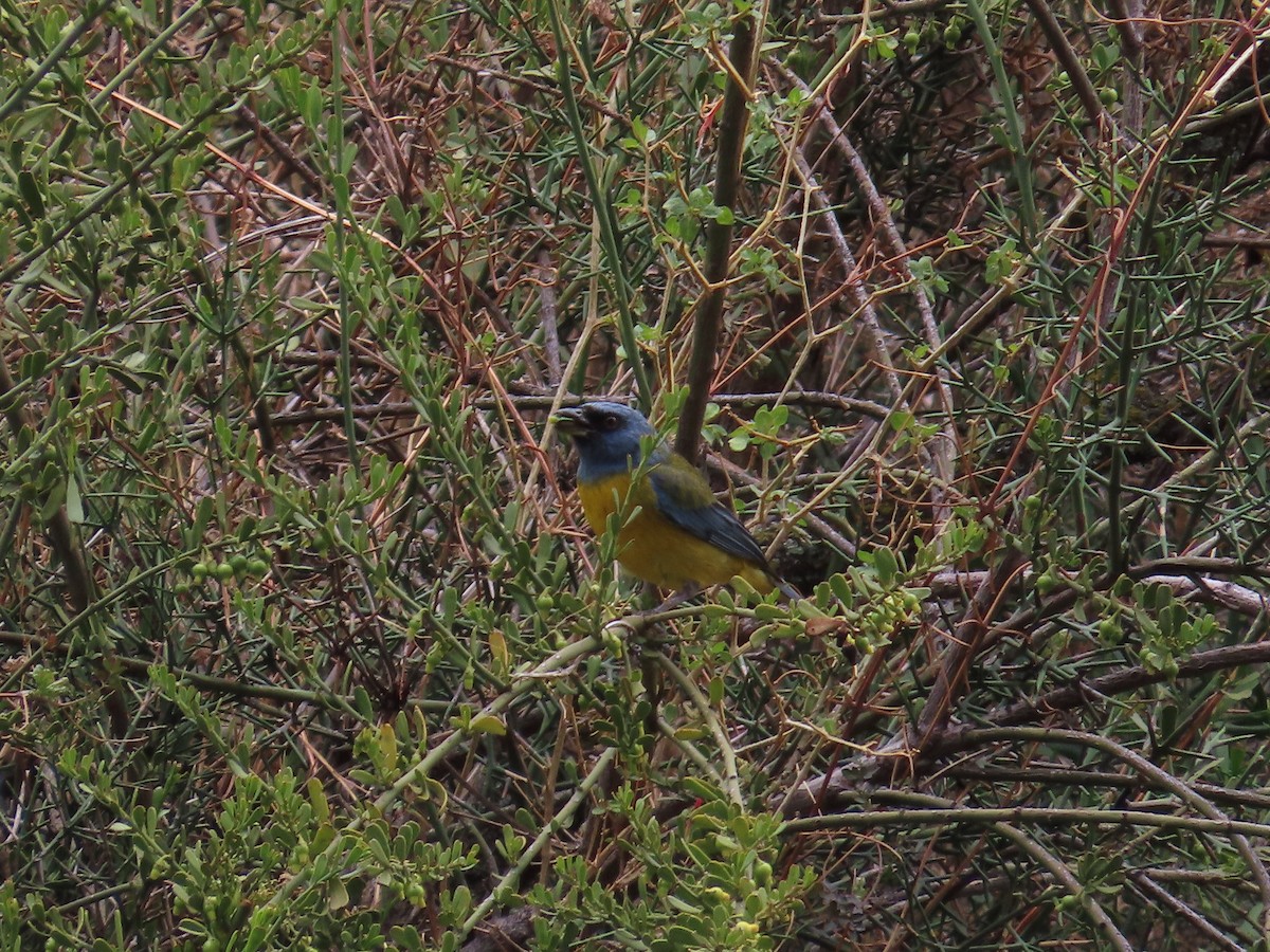 Blue-and-yellow Tanager - ML612081100
